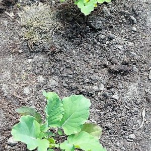 Flower Sprout