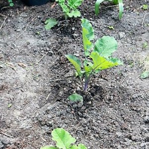 Flower Sprout