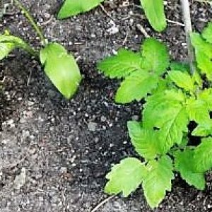 Tomaten
