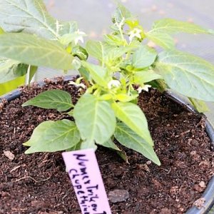 NuMex Trick or Treat x Chupetinho White F2 - "Tricky Chupetinho Apricot"