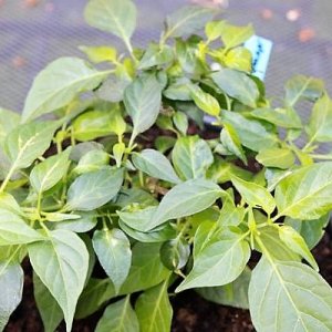 NuMex Trick or Treat x Chupetinho White F2 - "Tricky Chupetinho Apricot"