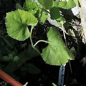 Zucker Melone