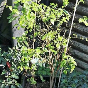 Flexuosum