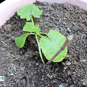 Zucchini