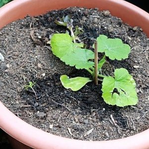 Zucchini