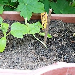 Zucchini