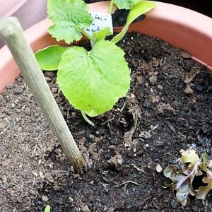 Zucchini