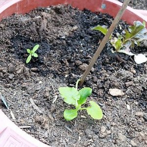 Zucchini