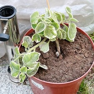 Jamaika Thymian