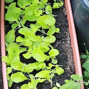 Eichblattsalat