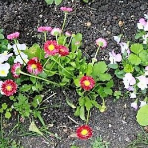IMG_3691_cleaned.JPG