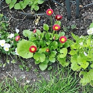 IMG_3692_cleaned.JPG