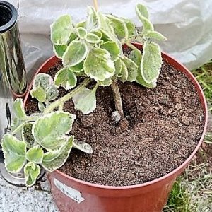 Jamaika Thymian