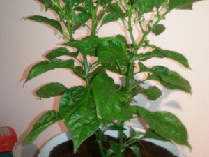 IMG_20160625_162110100