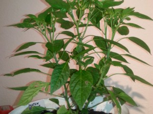 IMG_20160625_162334025