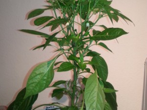 IMG_20160625_163051086