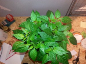 IMG_20160625_163113594