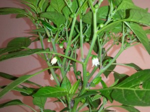 IMG_20160625_163131533