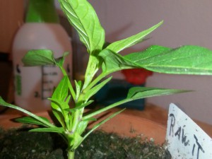 IMG_20160625_164331716