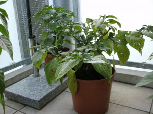 BILD0020