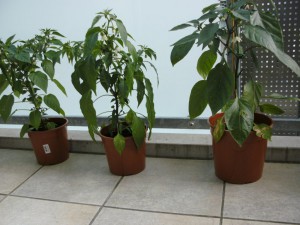BILD0021