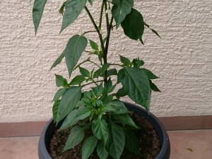 IMG-20160629-WA0004
