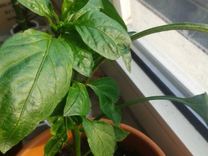 Bio Habanero