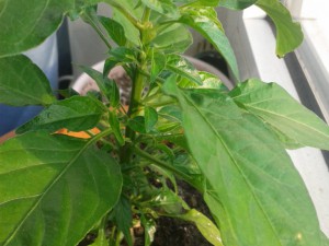 Habanero Orange