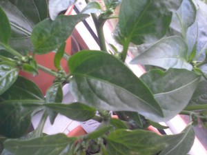 Jalapeno