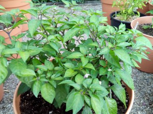 IMG_20160630_204243