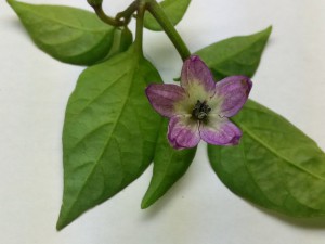 IMG_20160630_212421