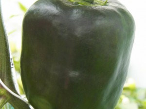 Rocoto Gelbe Riesen unreife Frucht 160701003
