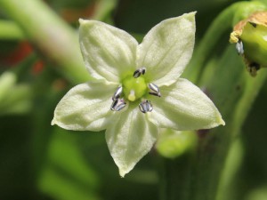 Trinidad-perfume_flower1