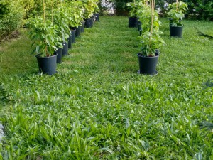 IMG_20160701_194333593_HDR