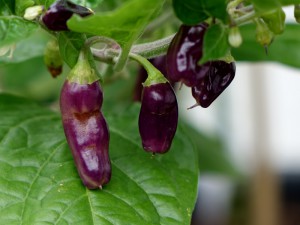 Media 'Cajamarca-Früchte' in category 'Chilisorten'