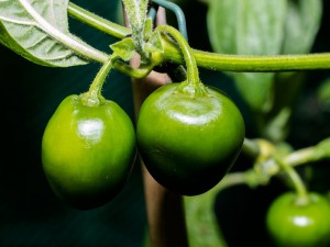 160630_Rocoto_Brown_Mini