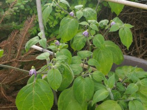 IMG_20160630_182508608