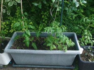 IMG_20160630_185044410