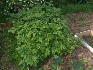 IMG_20160630_185126211