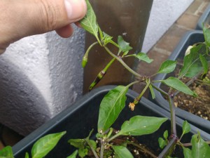 IMG_20160702_182819781