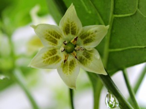 Aji-angelo_flower