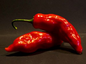 Aji-angelo_pod2