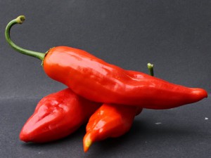 Aji-angelo_pod