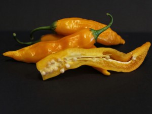Aji-golden_pod