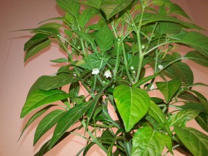 IMG_20160703_214047519