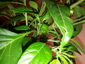 IMG_20160703_214101883