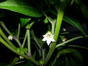 IMG_20160628_210132126