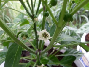 IMG_20160630_173414874