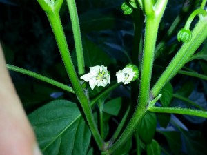 IMG_20160701_202041933