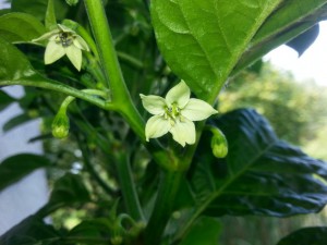 IMG_20160628_172836839